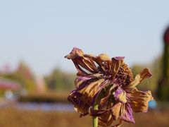 -金塔沙漠胡杨林景区
