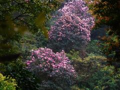 -梧桐山风景名胜区