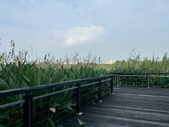 -长广溪湿地公园