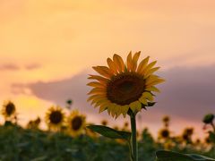 -光明小镇欢乐田园