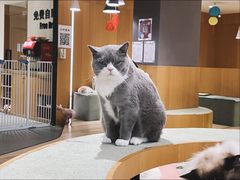 -CAT’S MEWSTAR CAFE·喵星球猫屋(晴湾咖啡店)