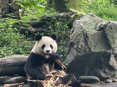 -都江堰中华大熊猫苑