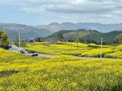 -桑洲油菜花景区