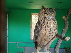 -西霞口神雕山野生动物世界