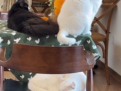 -有猫主题·治愈系猫咖(曾厝垵店)