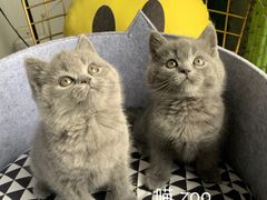 -喵zoo家庭繁育猫舍(尖东智能花园店)