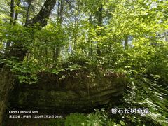-汤旺河林海奇石景区