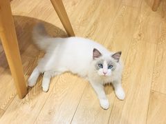 -Pets First伊珊娜洗护·精致美容·家庭式寄养(新会路店)