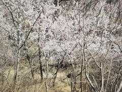 -北京西山国家森林公园