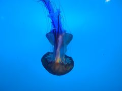 -太平洋海底世界