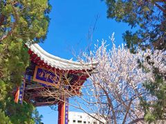 -桃花堤公园