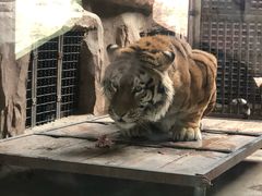 -鄂尔多斯野生动物园