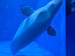 -海合安青岛极地海洋公园