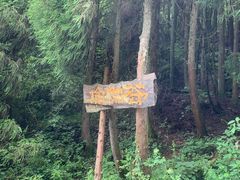 -武陵山森林公园