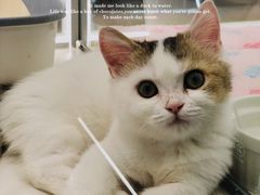 -babydoll猫舍·米努特·德文·缅因(久光中心店)