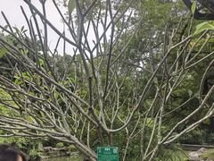 -广西壮族自治区药用植物园