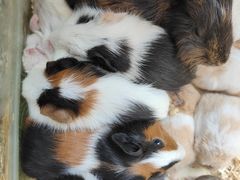 -怪兽屋·羊驼·猫咖·狗咖(俊华广场店)