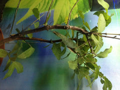 3.6-上海大自然野生昆虫馆