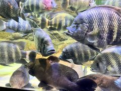 -上海海洋水族馆