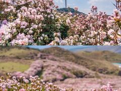 -乌蒙大草原