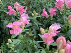 -白鹭洲公园