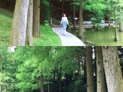 -深圳仙湖植物园
