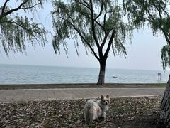 -阳澄湖半岛旅游度假区