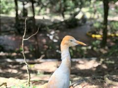 -吉隆坡雀鸟公园