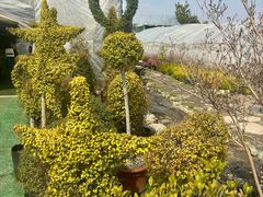 -龙大花卉苗木市场