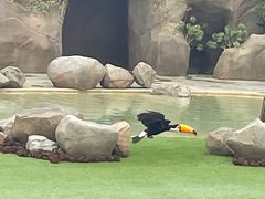 -新加坡飞禽公园