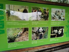 -中国大熊猫保护研究中心雅安碧峰峡基地