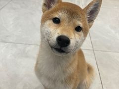 -柴犬小屋·柴餐厅·狗咖食堂(金鼎广场店)