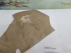 -吉林省自然博物馆