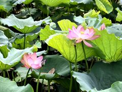 -惠州西湖风景名胜区-丰渚园