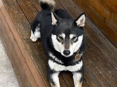 -柴犬高等学院·狗咖·柴犬售卖·宠物训练