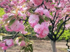 -白塘生态植物园