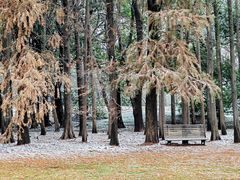 -上海共青森林公园