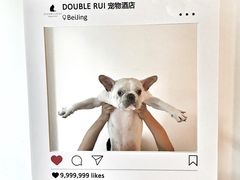 -Double Rui宠物酒店