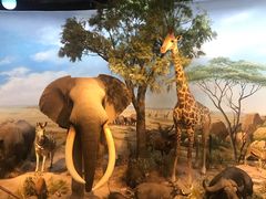 -陕西自然博物馆