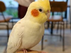 -吉丁鸟咖·异宠·寄养