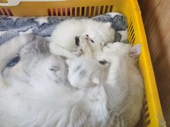 -八公叔叔宠物美容连锁(春申店)