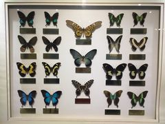 -上海昆虫博物馆