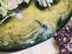 -双廊杨记石锅鱼石锅牛肉