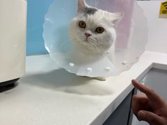 -皮特动物医院(24小时店)