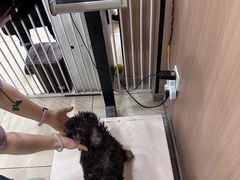 -米苏动物医院·犬猫专科·骨科外科内窥镜