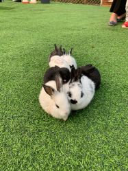 -萌宠亲子动物乐园(槐房万达店)