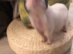 -浣熊柯尔鸭土拨鼠·电玩咖