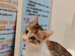 -御宝贝·A梦猫科宠物医院(国际猫友好医院)