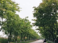 -泗洪洪泽湖湿地景区