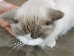 -小鱼草莓采摘园农家乐·小鱼餐厅